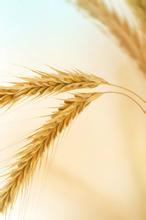 爱是破碎的心文集