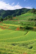 北飞的捕食鸟文集