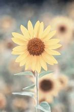 待月西厢下文集