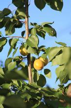 淡淡一缕香文集