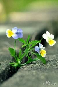 淡淡的紫色风铃文集